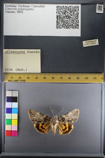 Media type: image;   Entomology 741415